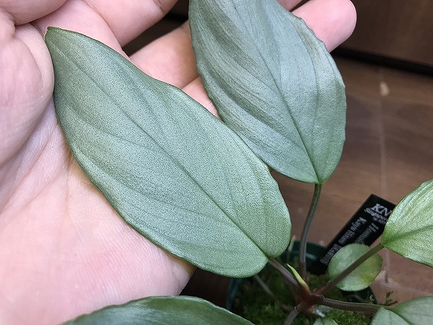 ホマロメナ Homalomena sp. Silver Kayu Hitam - 熱帯植物.com